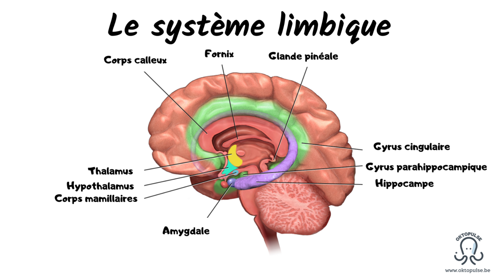 Le système limbique