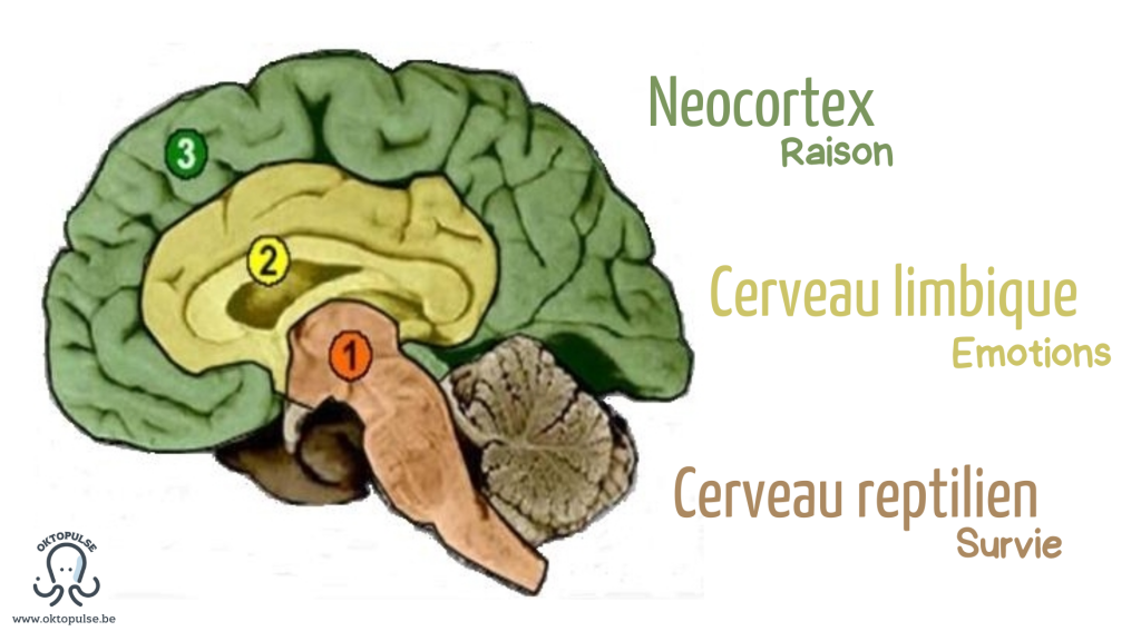 Les 3 cerveaux chez l'humain